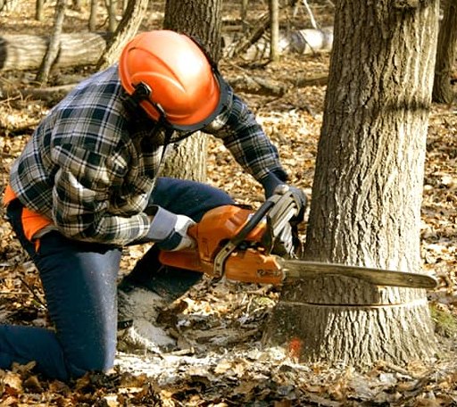 Tree Removal in Ashley, OH